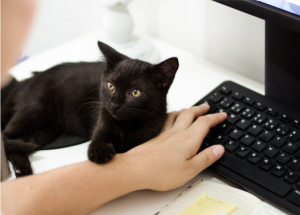 talent management can be like herding cats