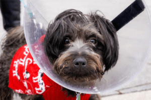 pet insurance and other non-medical employee benefits